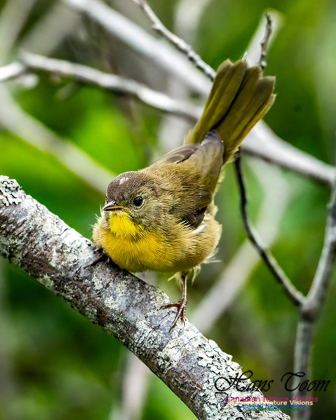 Common Yellowthroat 852