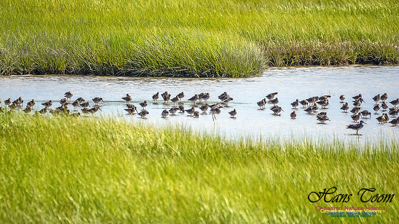 Short-billed Dowitcher 105