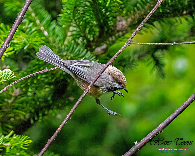 Boreal Chickadee 103