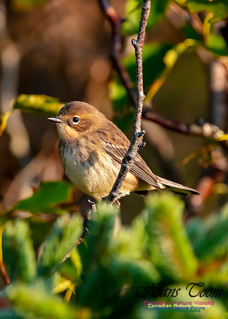 Yellow-rumped Warbler 302